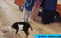 Bbw مع الدهون الحمار يحصل نائب الرئيس على مؤخرتها