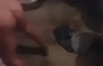 كان بوسها مثيرًا للغاية مع كل هذا الحب الفروي وحركة بي بي سي، وكان علي أن ألصق قضيبي في مؤخرتها مثل النقانق.